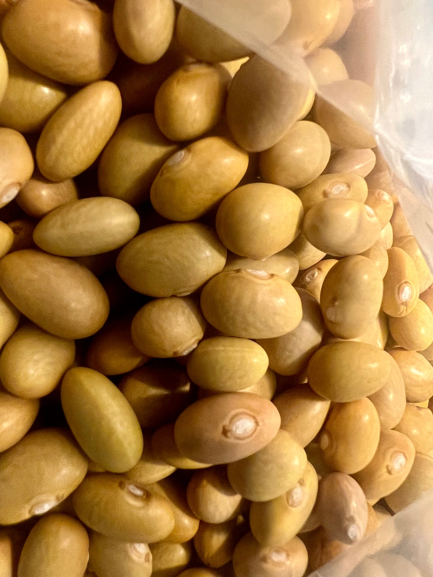 Ripkitty Peruvian Canary Bean Seeds - Organic Mayocoba Agricultural Grains-2
