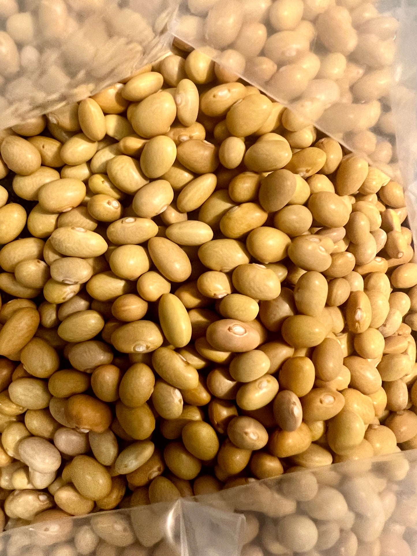 Ripkitty Peruvian Canary Bean Seeds - Organic Mayocoba Agricultural Grains-1
